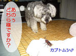 07081122.CIMG6783-11.jpg