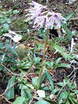 Image277.jpg