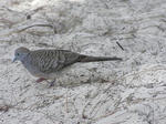 pigeon.jpg
