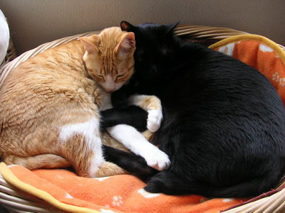 ぴぴ＆ロッくん