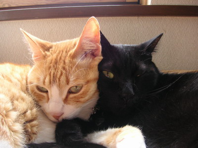 ぴぴ＆ロッくん