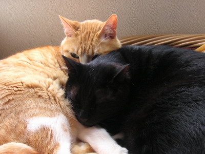 ぴぴ＆ロッくん