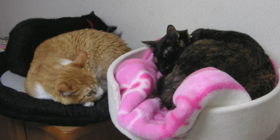 ロッくん＆ぴぴ＆ココ