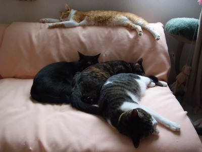 ぴぴ＆ロッくん＆ココ＆ちゃちゃ