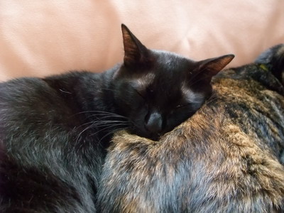 ロッくん　（＆ココ）