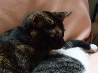 ココ　（＆ちゃちゃ）