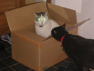 ヤンチャ＆ロッくん