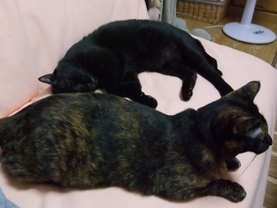 ロッくん＆ココ