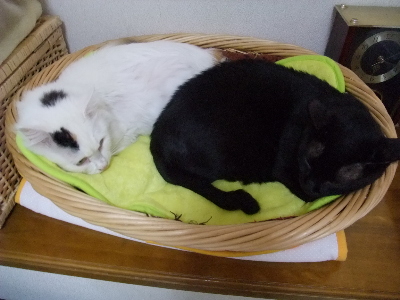 ムク＆ロッくん