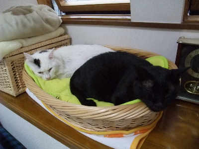 ムク＆ロッくん