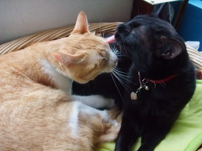 ぴぴ＆ロッくん