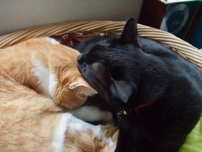 ぴぴ＆ロッくん