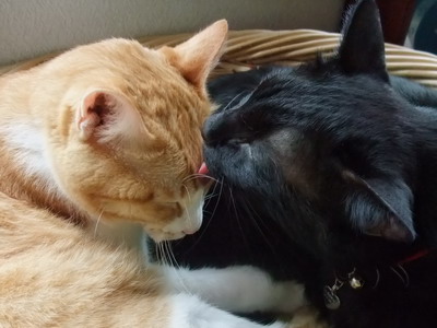 ぴぴ＆ロッくん