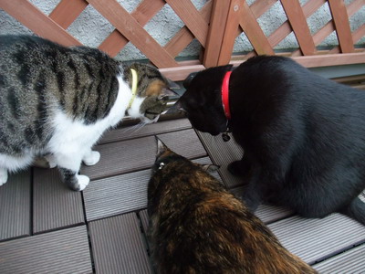 ちゃちゃ＆ココ＆ロッくん