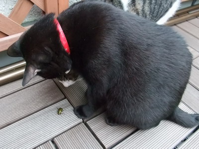 ちゃちゃ＆ロッくん