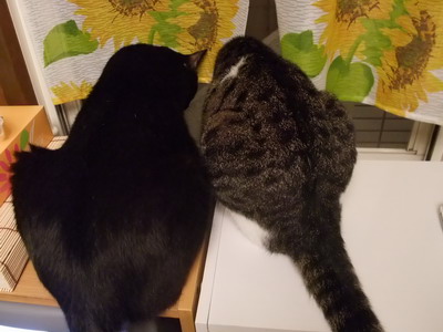 ロッくん＆ちゃちゃ