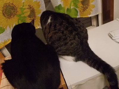 ロッくん＆ちゃちゃ