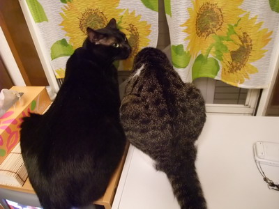 ロッくん＆ちゃちゃ