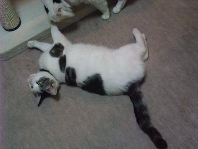 ヤンチャ（＆ムク）