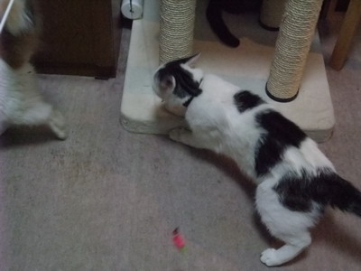 ヤンチャ（＆ムク）