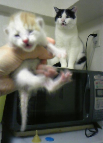 ごま＆ちびにゃん