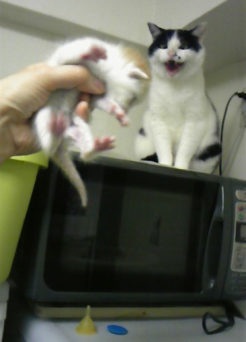 ごま＆ちびにゃん