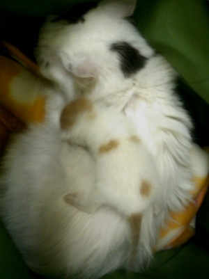 ムク＆ちびにゃん