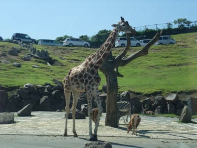 アミメキリン