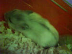 DSC00061.jpg
