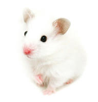 mouse.jpg