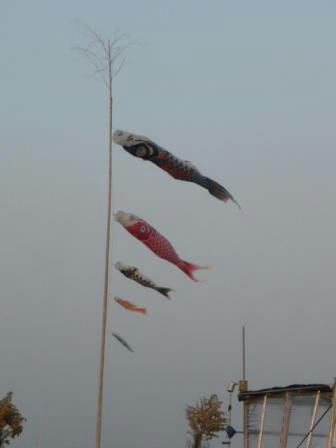 koinobori.JPG