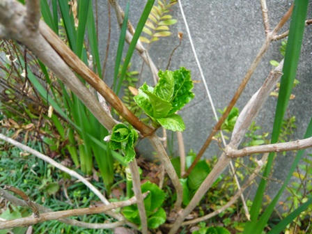 P1020775.JPG
