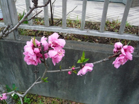 P1020780.JPG