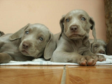 Weim_Pups_001.jpg