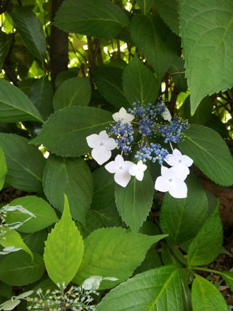 20120610_114136.jpg