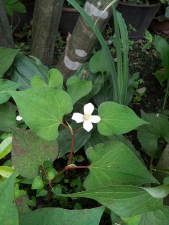20120610_114438.jpg