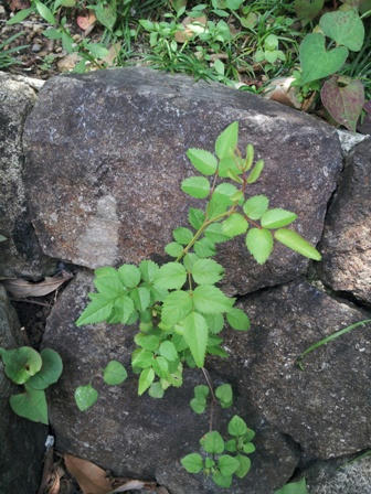 20120610_114506.jpg