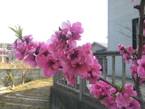 20130311_103225k.jpg