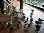 IMGP0570.jpg