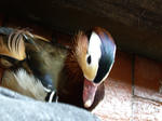 IMGP0579.jpg