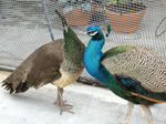 IMGP0745.jpg