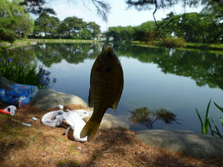 P1000732.jpg