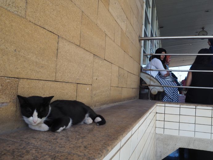 モロッコ旅行で猫と遊ぶ