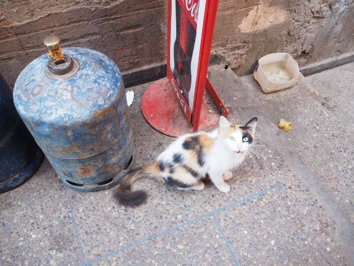 旅行先にいた猫