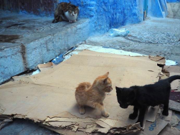 猫画像