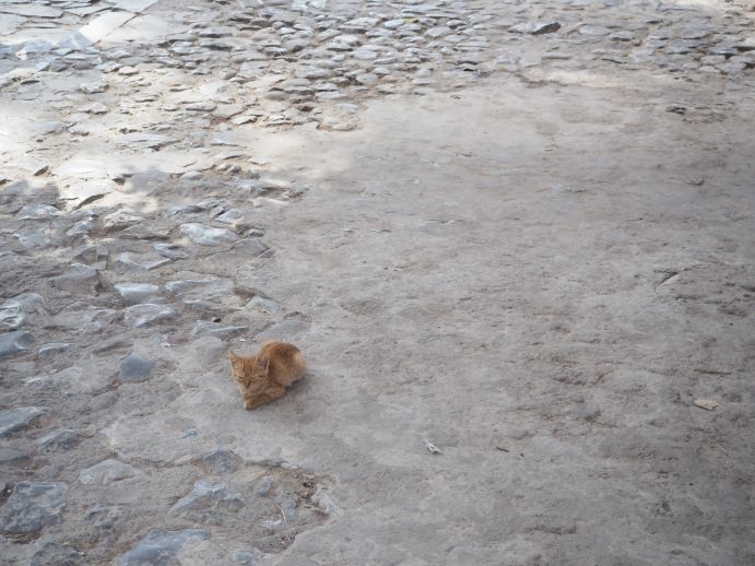 子猫