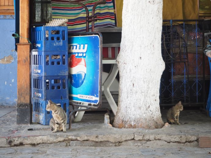 猫の街、シャウエン