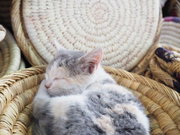 モロッコの雑貨の上にいる猫