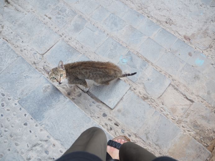 猫