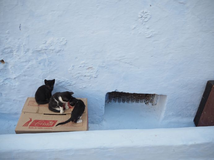 猫に癒される写真